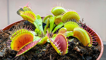 Planta dionaea muscipula