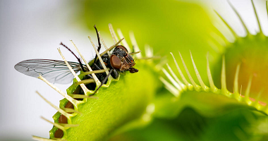 Planta carnivora atrapamoscas