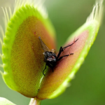 Dionaea muscipula planta carnivora