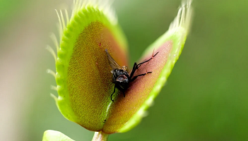 Dionaea muscipula planta carnivora