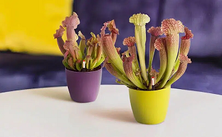 Plantas carnívoras sarracenia